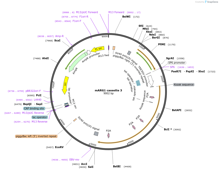 134345-plasmid-map-sequence-id-266116