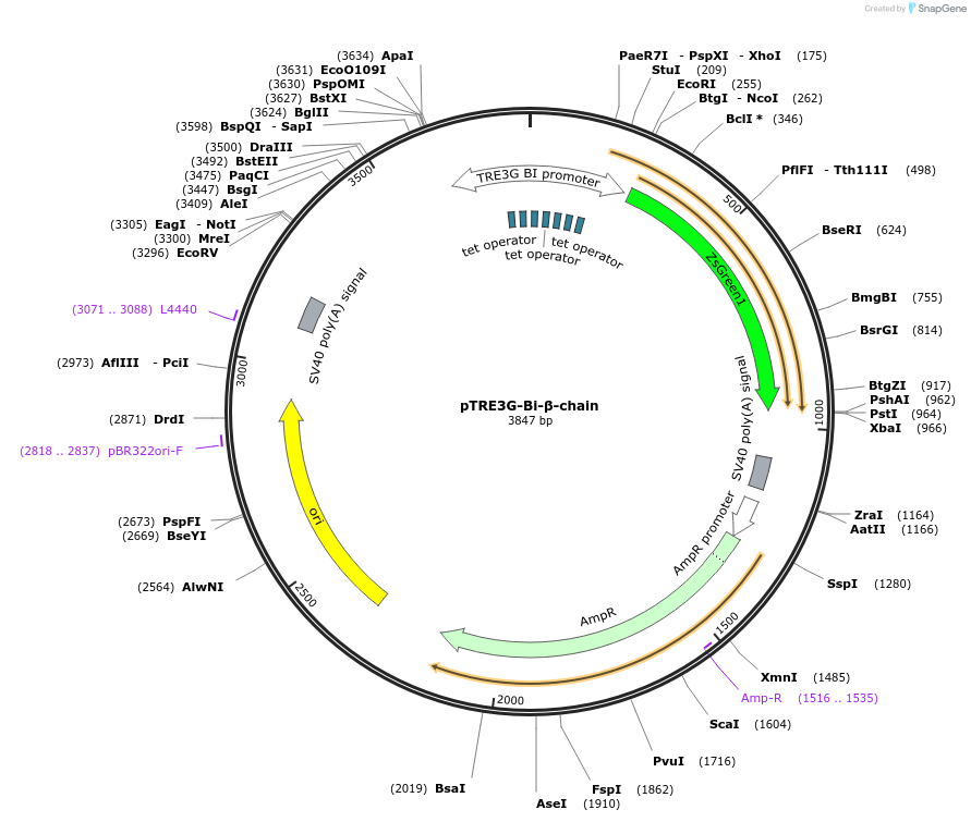 133731-plasmid-map-sequence-id-266117