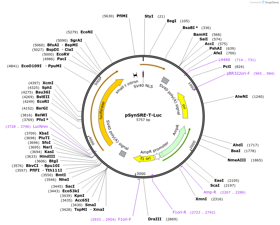 60444-plasmid-map-sequence-id-266122
