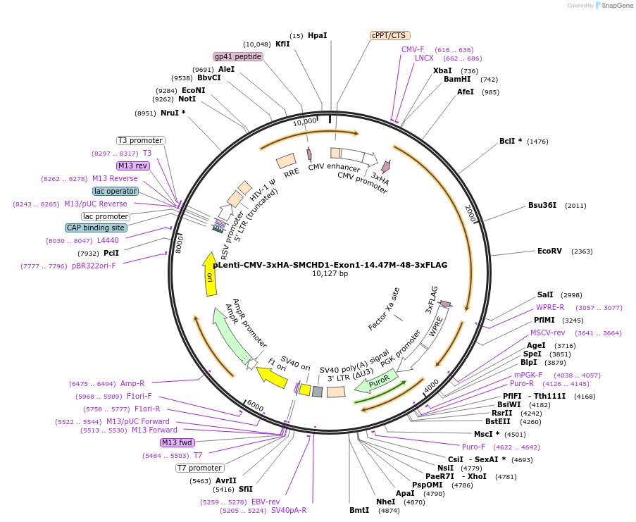 130691-plasmid-map-sequence-id-266124