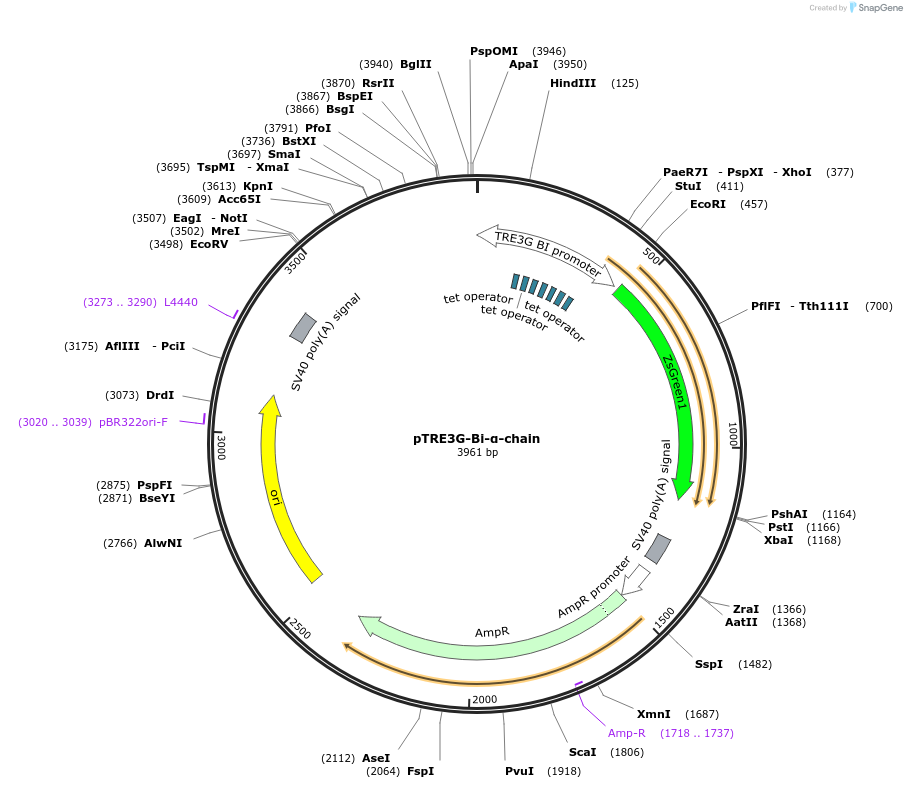 133730-plasmid-map-sequence-id-266129