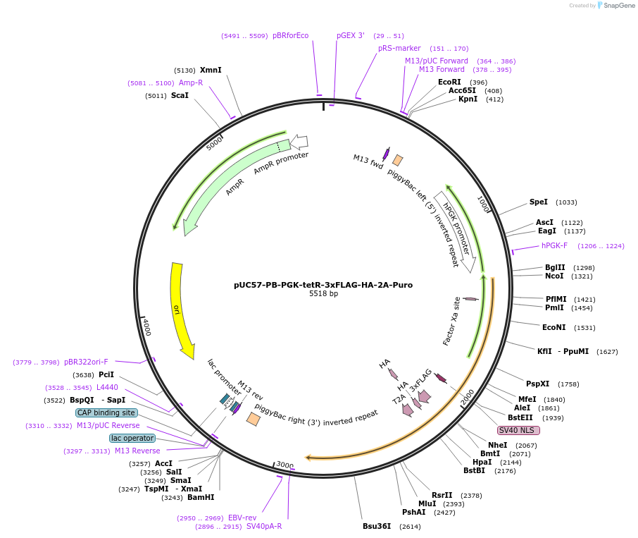129537-plasmid-map-sequence-id-266130
