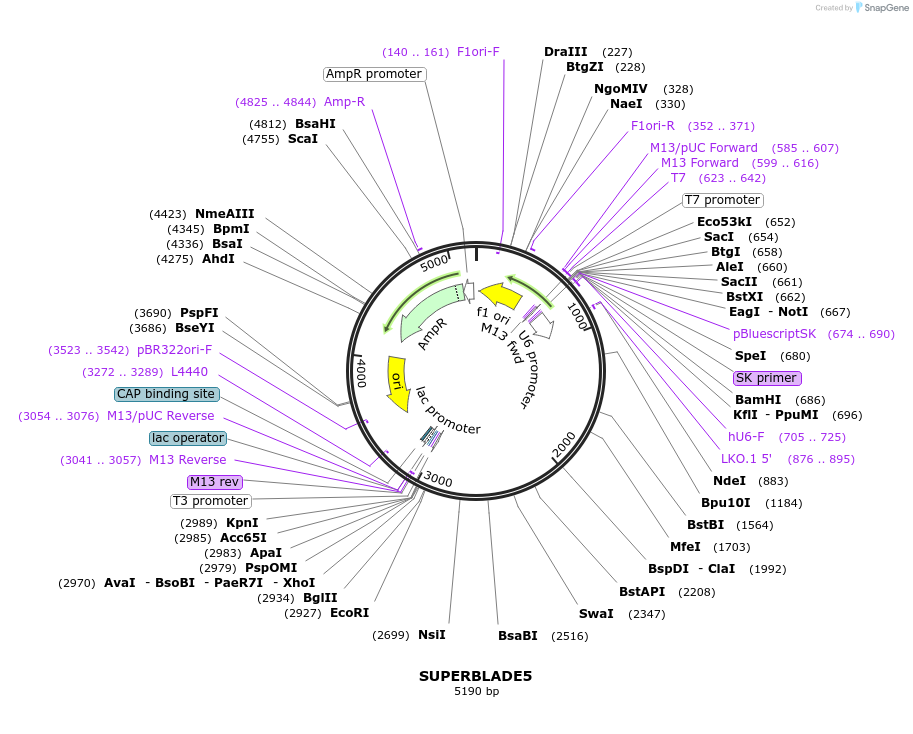 134913-plasmid-map-sequence-id-266132