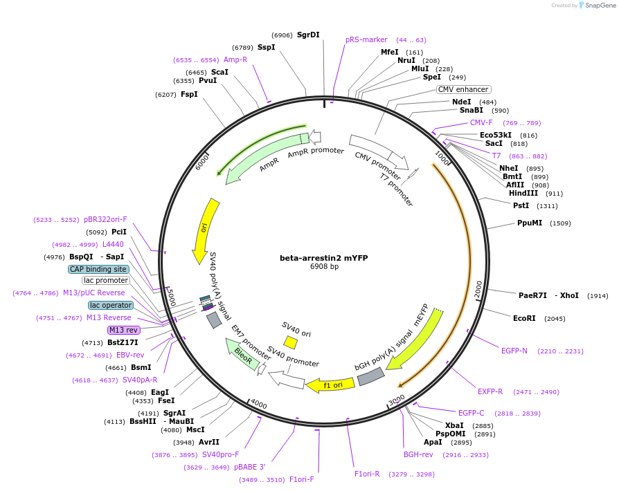 36917-plasmid-map-sequence-id-266133