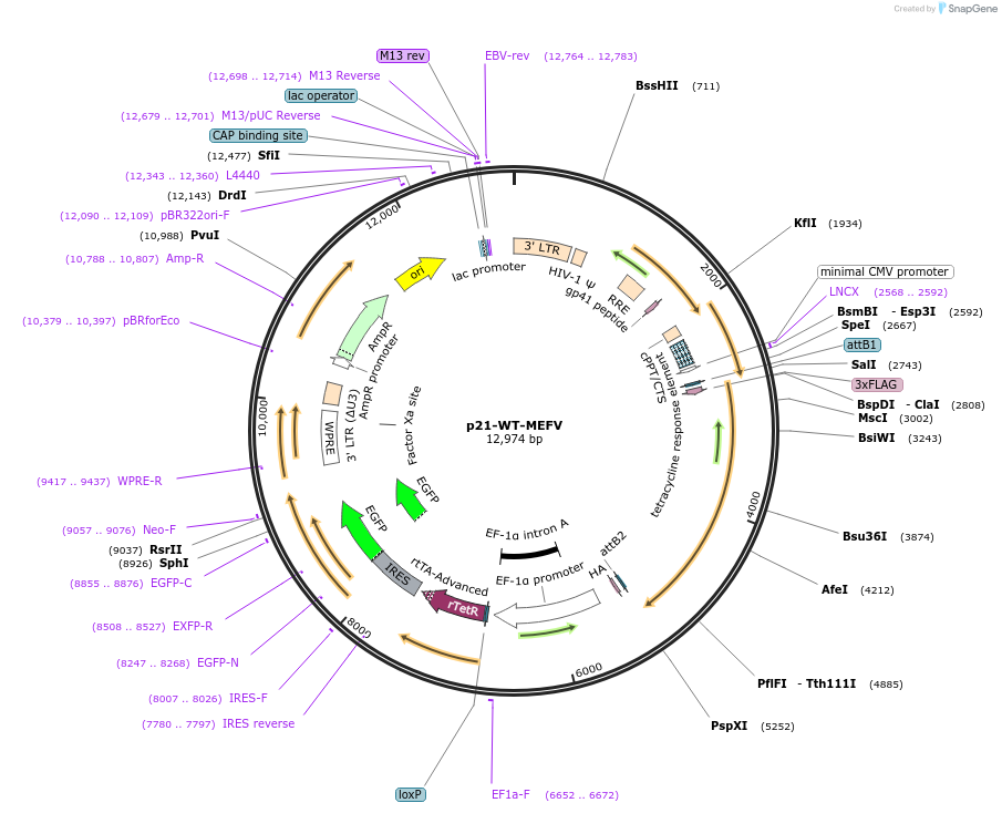 134702-plasmid-map-sequence-id-266135