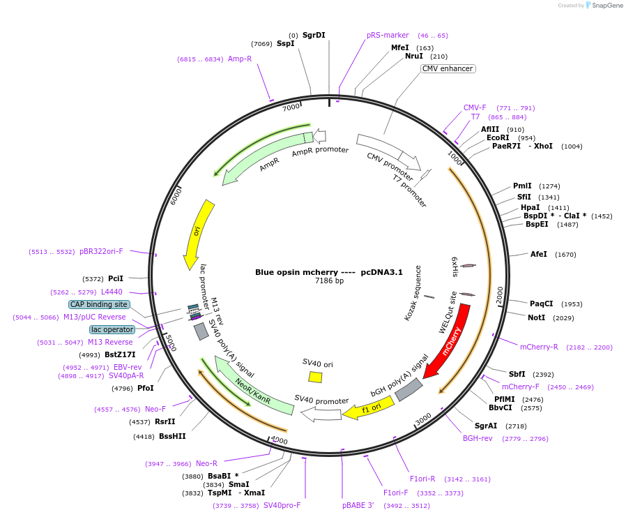 62932-plasmid-map-sequence-id-266140