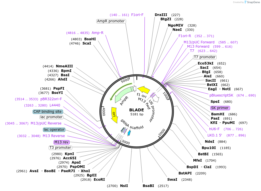 134912-plasmid-map-sequence-id-266143