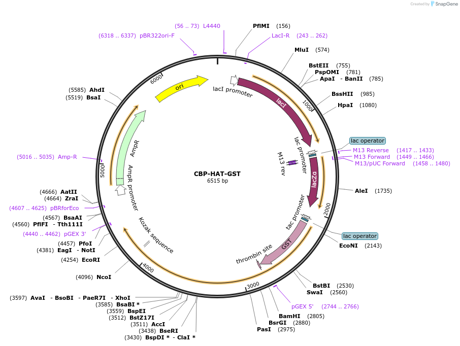 21093-plasmid-map-sequence-id-266151