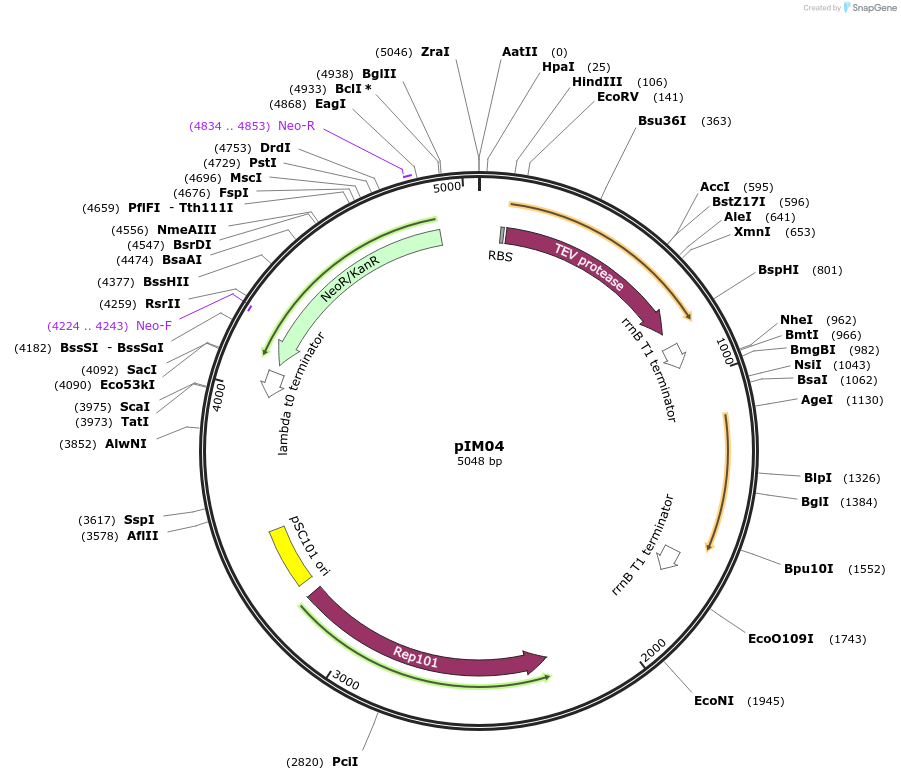132584-plasmid-map-sequence-id-266155
