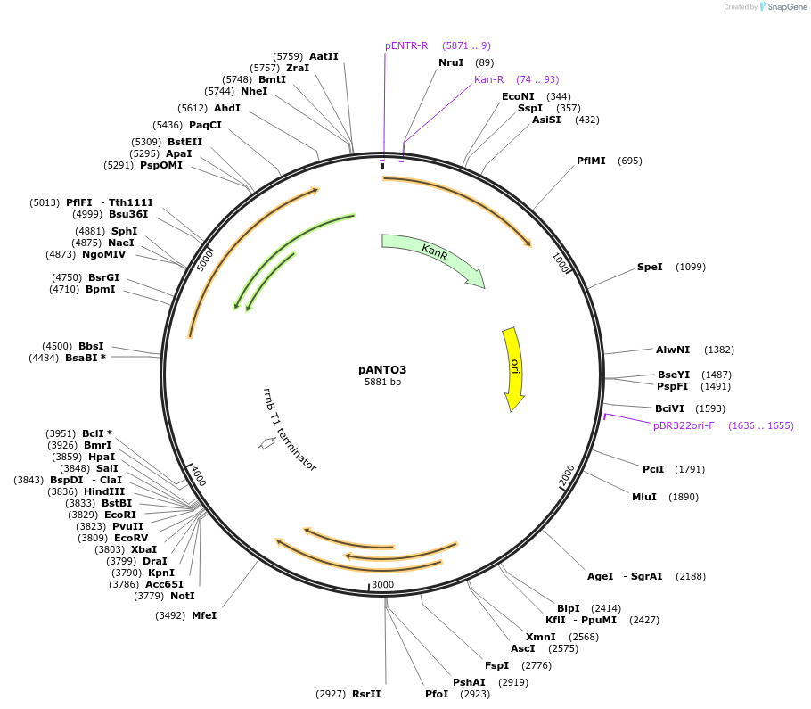 131107-plasmid-map-sequence-id-266169