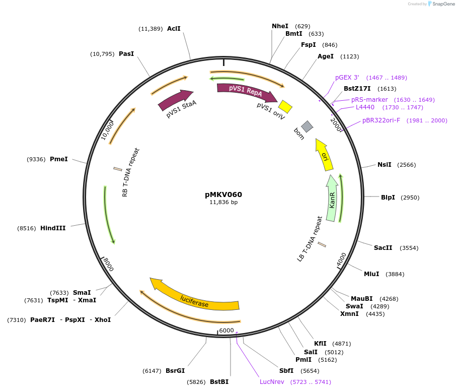 133315-plasmid-map-sequence-id-266185