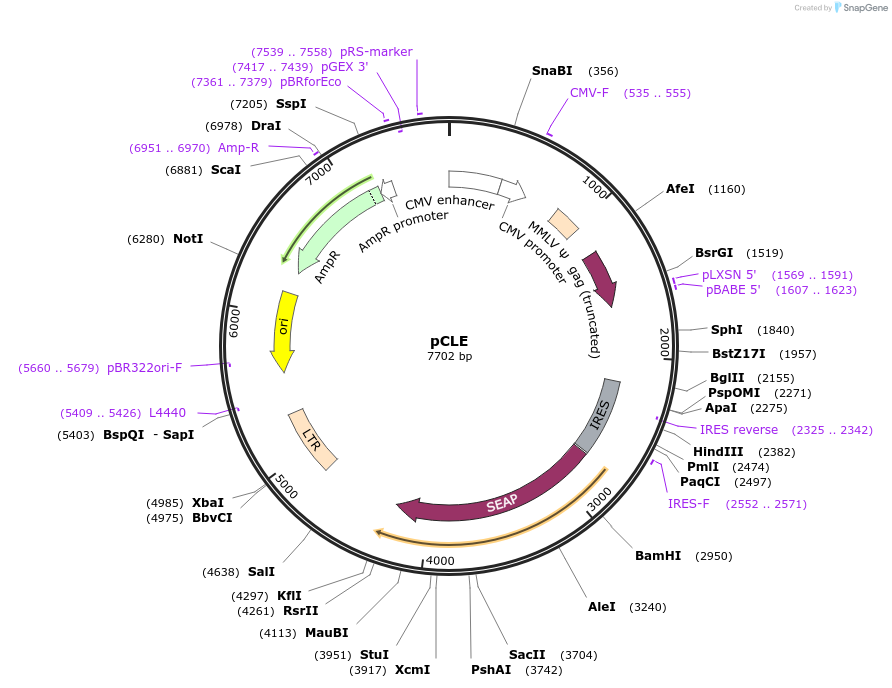 17703-plasmid-map-sequence-id-266188