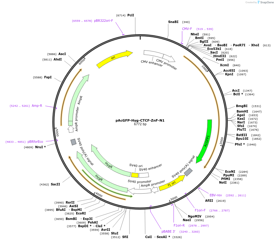 131802-plasmid-map-sequence-id-266191