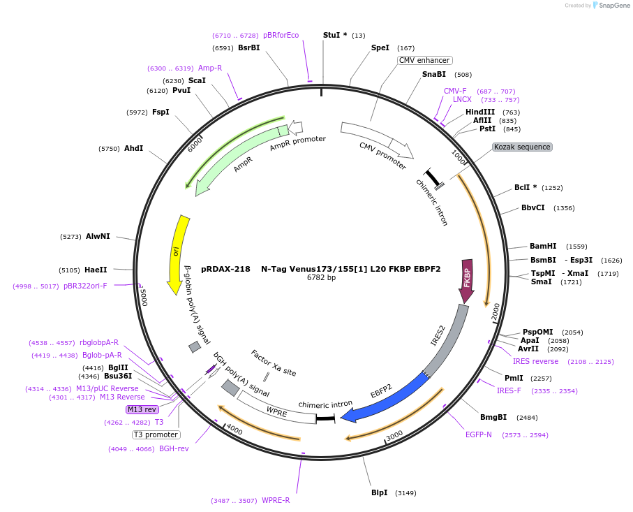 129951-plasmid-map-sequence-id-266227