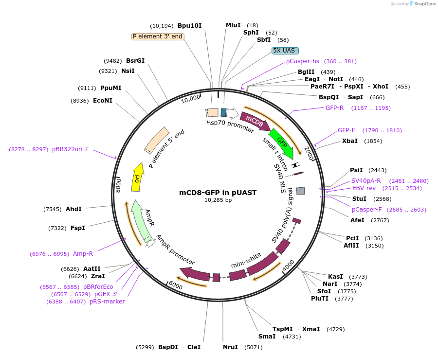17746-plasmid-map-sequence-id-266257