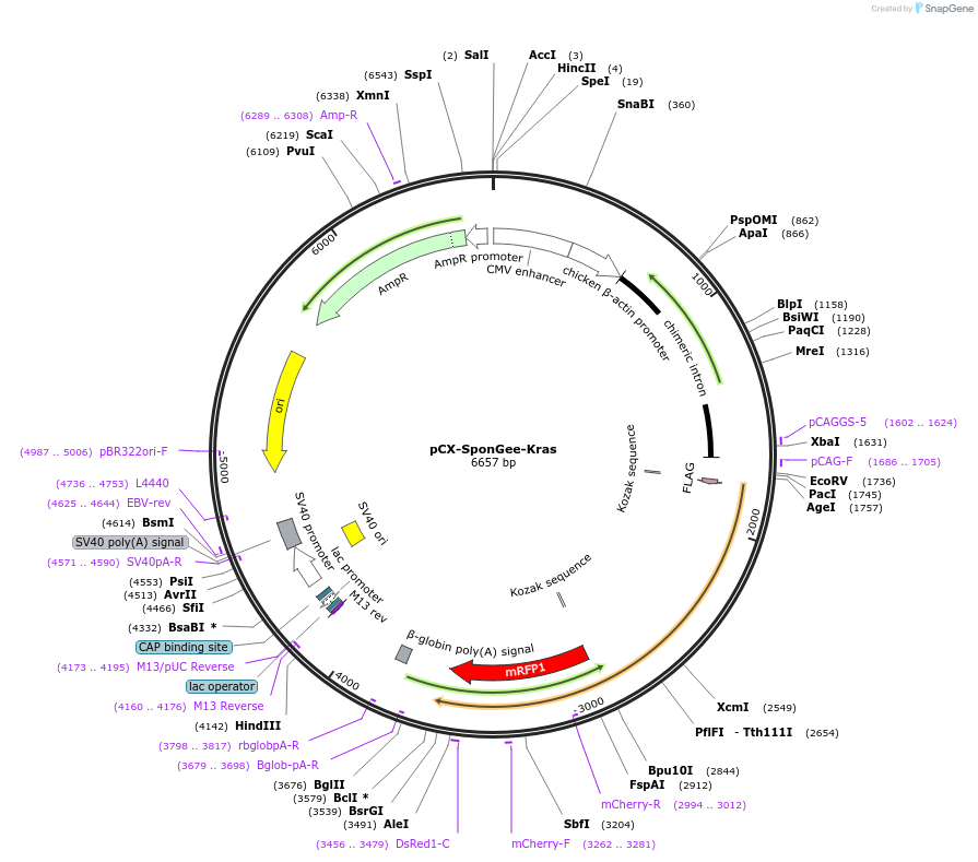 134777-plasmid-map-sequence-id-266270