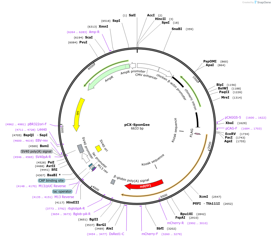 134775-plasmid-map-sequence-id-266288