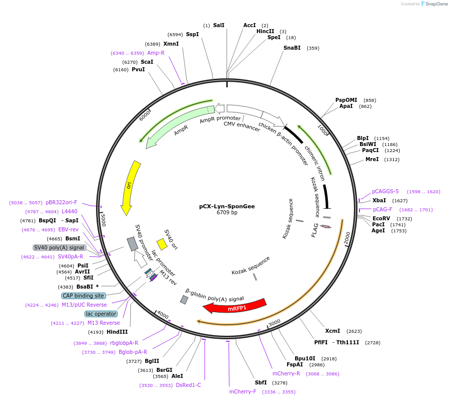 134776-plasmid-map-sequence-id-266291
