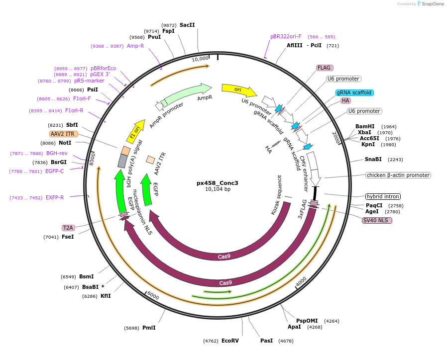 134450-plasmid-map-sequence-id-266294