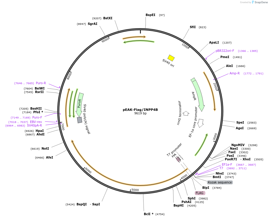 24324-plasmid-map-sequence-id-266295