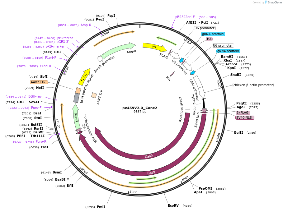 134451-plasmid-map-sequence-id-266298