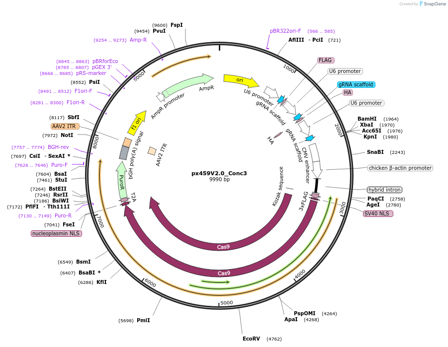 134458-plasmid-map-sequence-id-266300