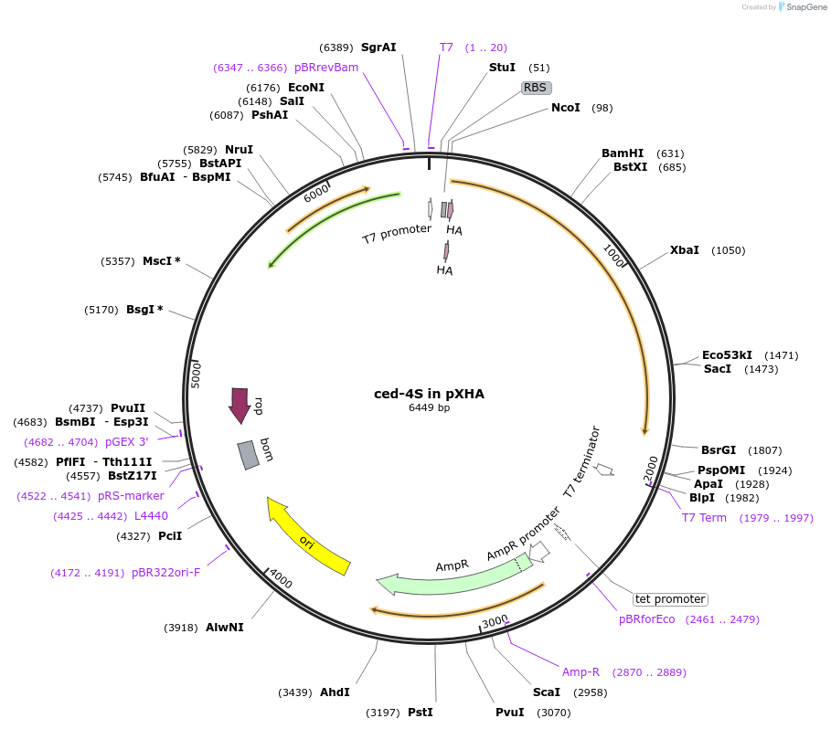 134970-plasmid-map-sequence-id-266301