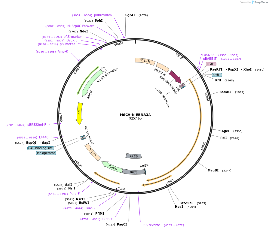 37956-plasmid-map-sequence-id-266309