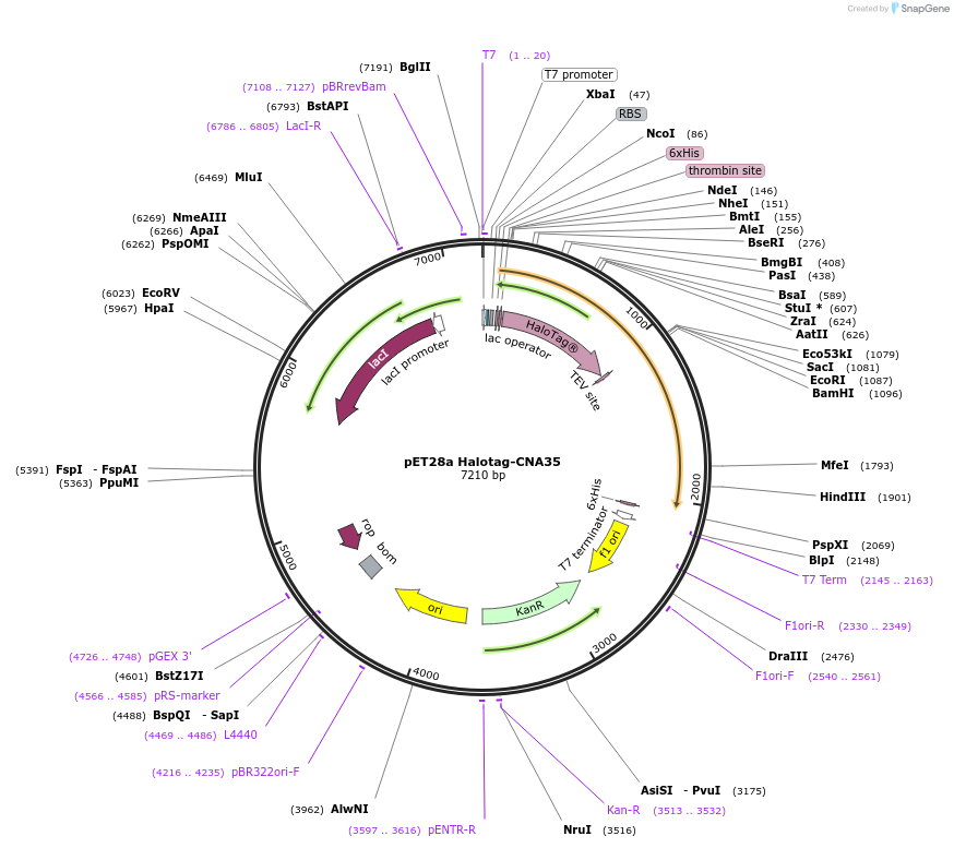 131128-plasmid-map-sequence-id-266312