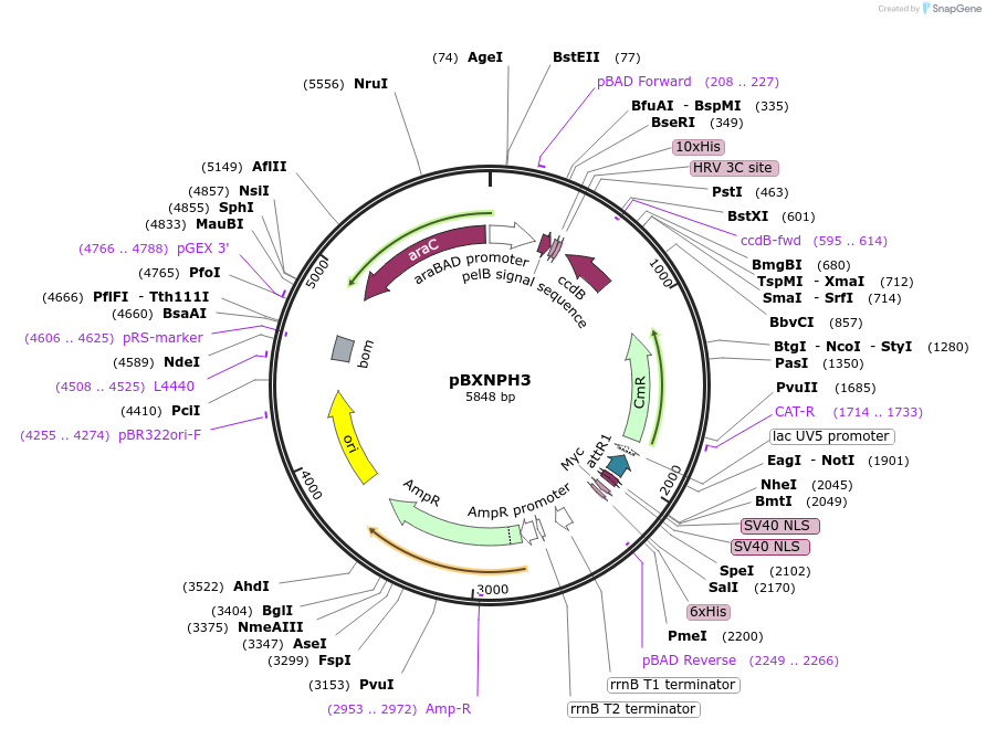 110098-plasmid-map-sequence-id-266316