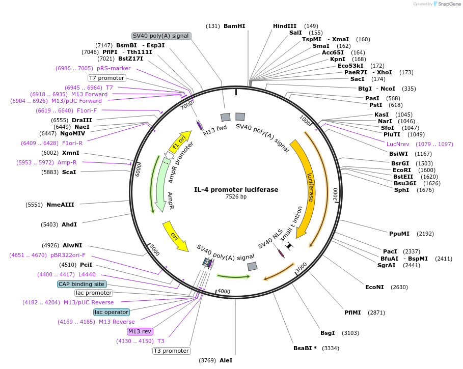 12195-plasmid-map-sequence-id-266317