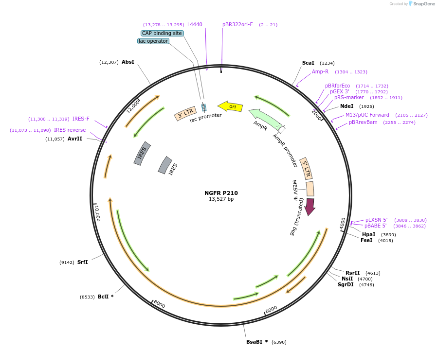 27486-plasmid-map-sequence-id-266329