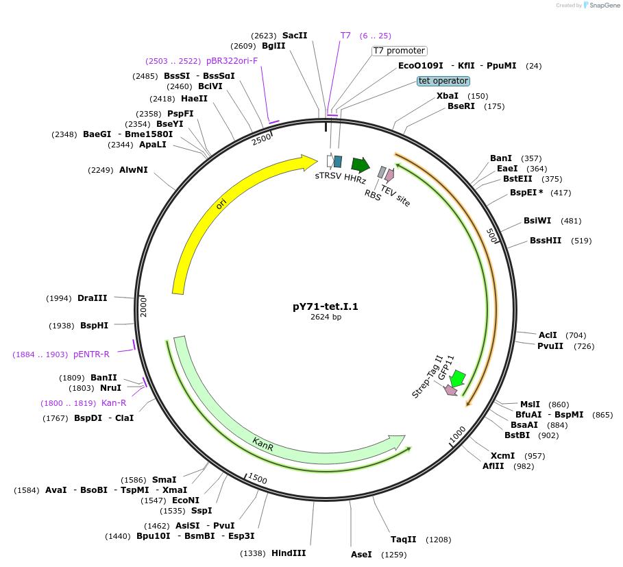133523-plasmid-map-sequence-id-266366
