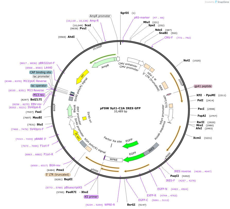133818-plasmid-map-sequence-id-266368