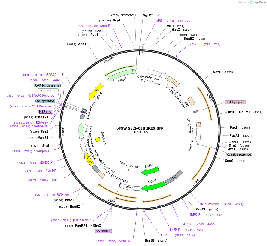 133817-plasmid-map-sequence-id-266370