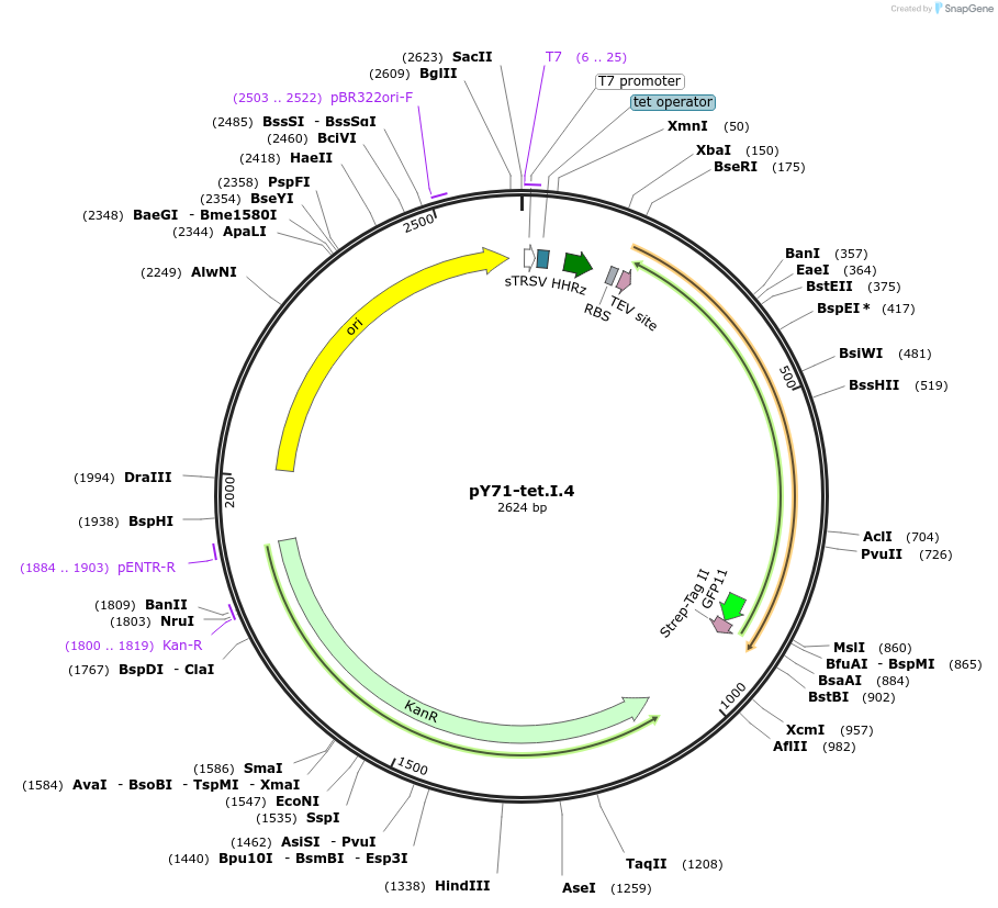 133526-plasmid-map-sequence-id-266371