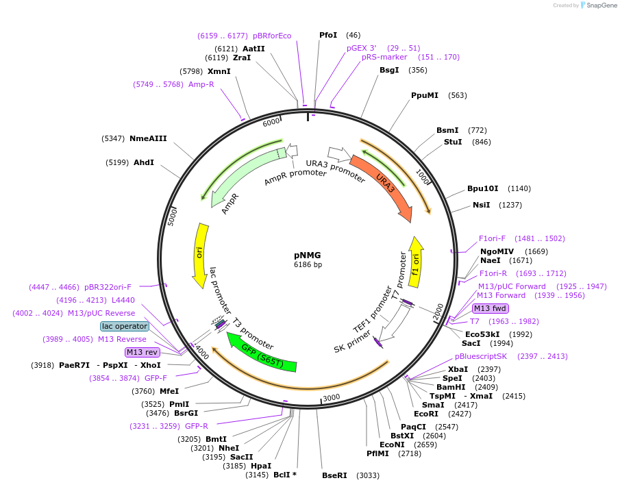 1203-plasmid-map-sequence-id-266373