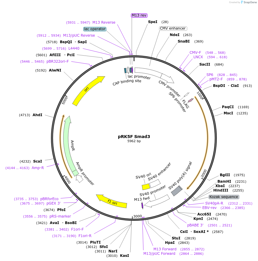12625-plasmid-map-sequence-id-266384