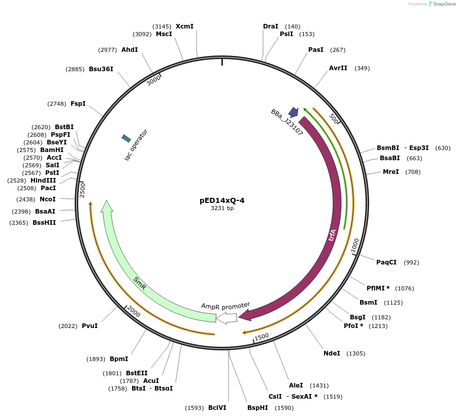 134796-plasmid-map-sequence-id-266387