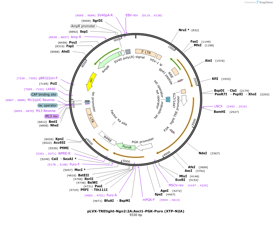 84777-plasmid-map-sequence-id-266389