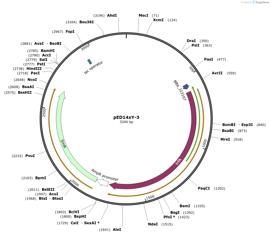 134808-plasmid-map-sequence-id-266435