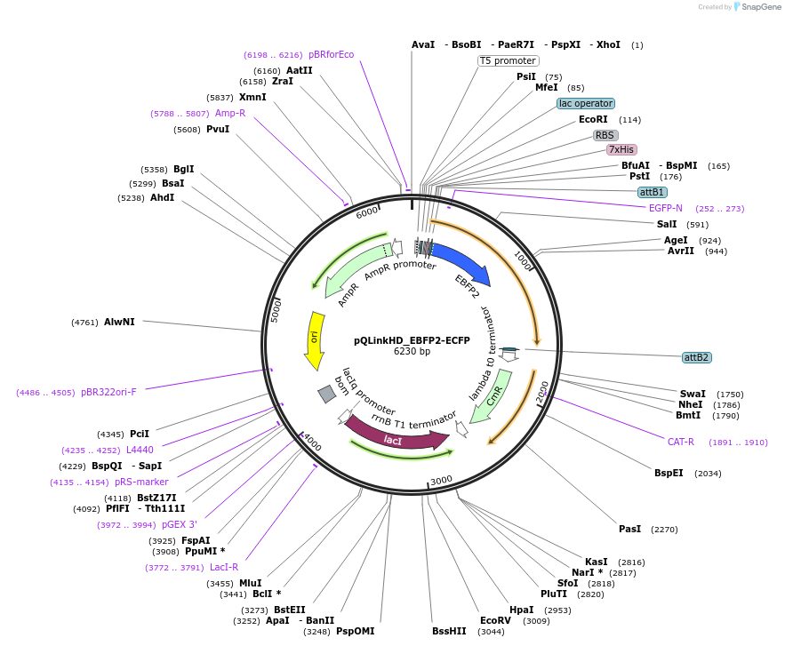 118854-plasmid-map-sequence-id-266443