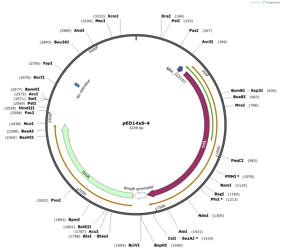 134802-plasmid-map-sequence-id-266454