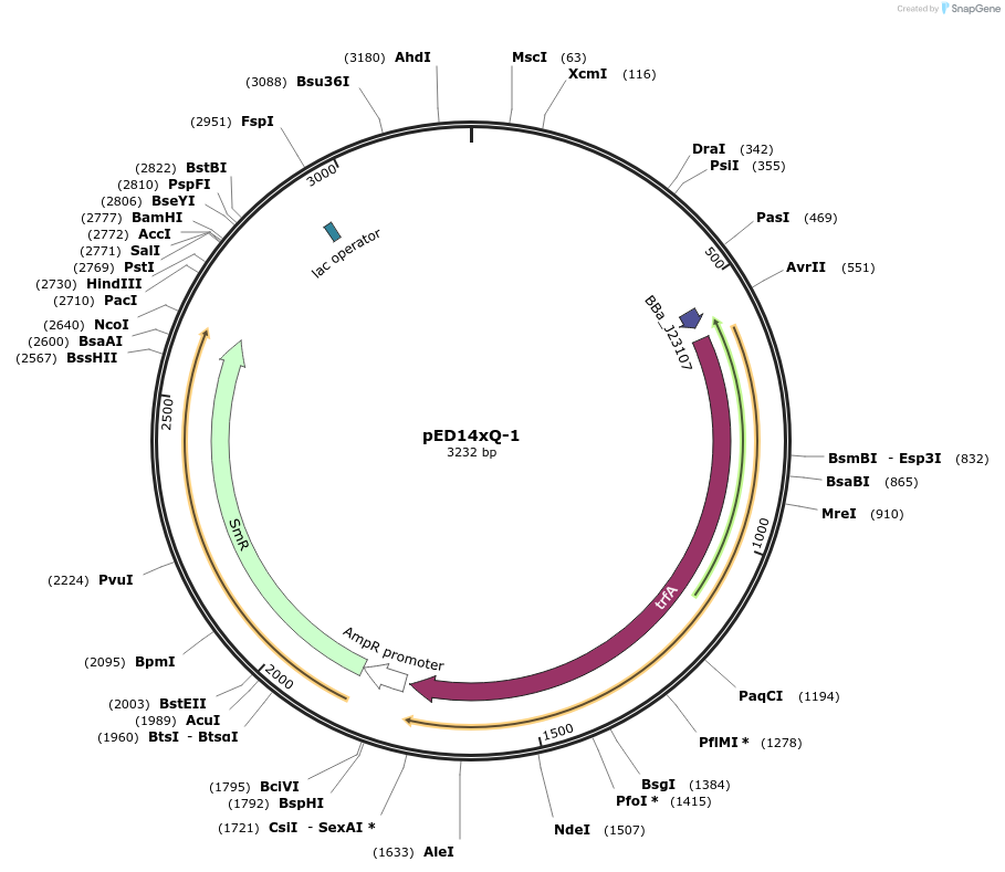 134794-plasmid-map-sequence-id-266455