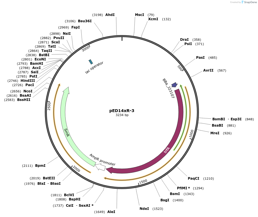 134798-plasmid-map-sequence-id-266458