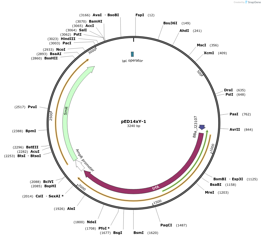 134807-plasmid-map-sequence-id-266462