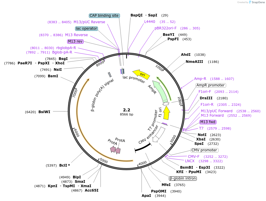34885-plasmid-map-sequence-id-266465