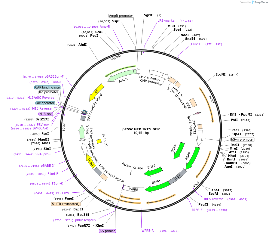 133815-plasmid-map-sequence-id-266466