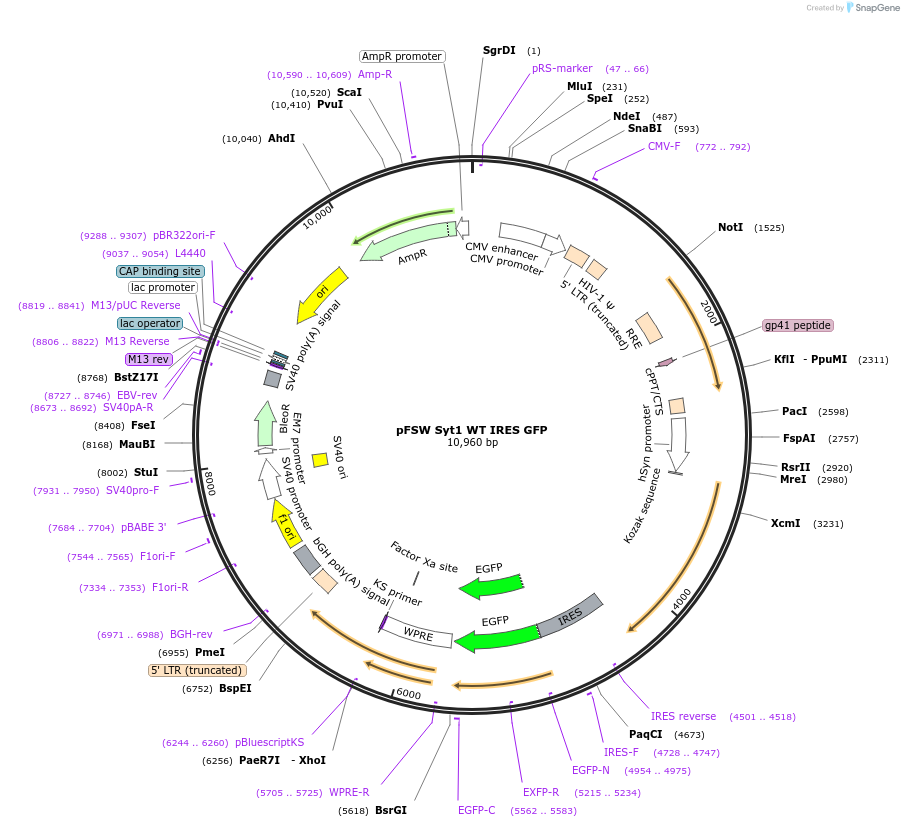 133816-plasmid-map-sequence-id-266473