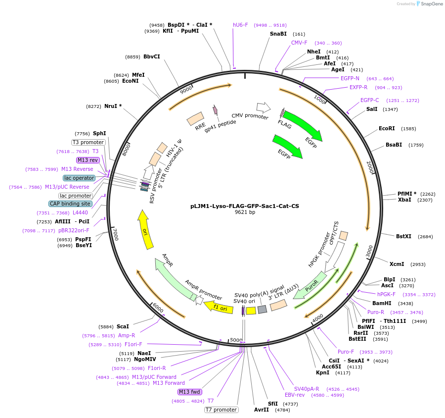 134653-plasmid-map-sequence-id-266494